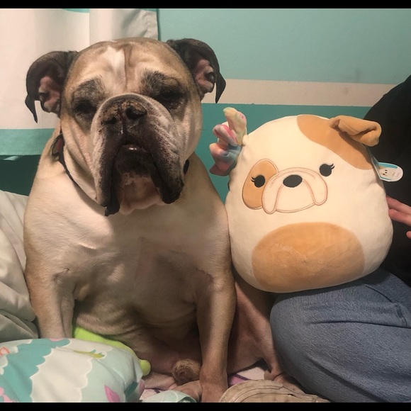 Welcome to my closet! Enjoy a few pictures of my bully and his baby ❤️❤️ - Picture 14 of 16